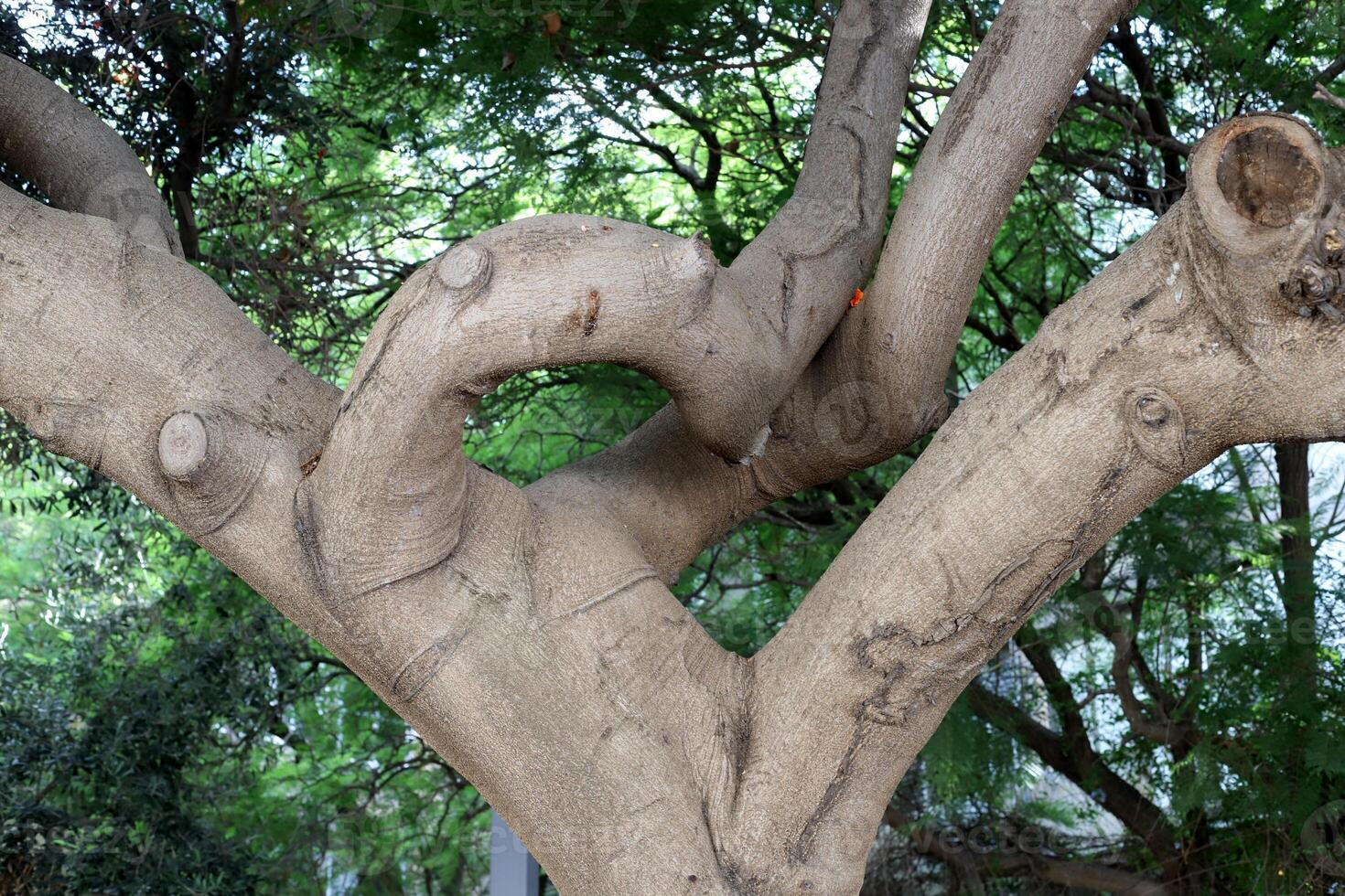 Texture of the bark of a tall tree. Wood from the hot subtropical climate of Israel photo