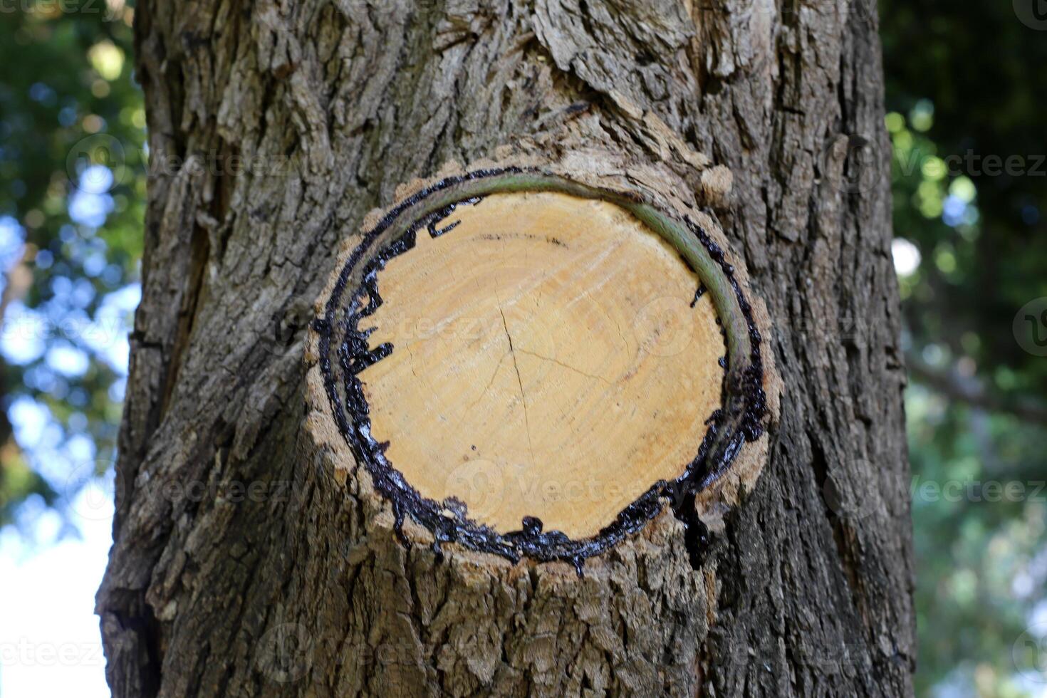 Texture of the bark of a tall tree. Wood from the hot subtropical climate of Israel photo