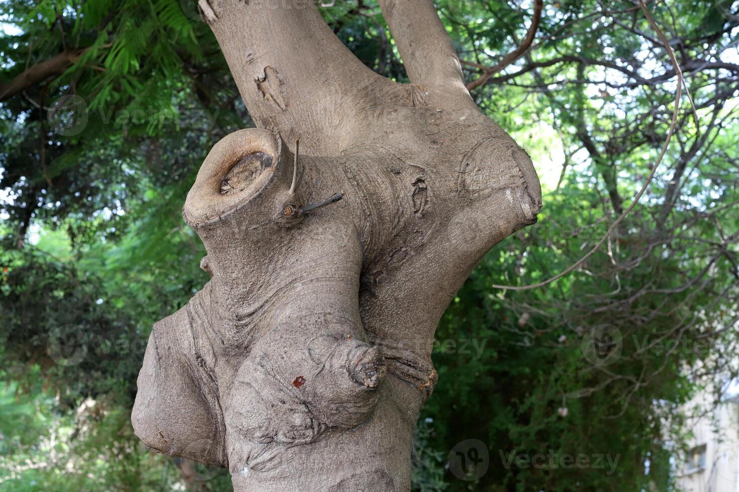 Texture of the bark of a tall tree. Wood from the hot subtropical climate of Israel photo