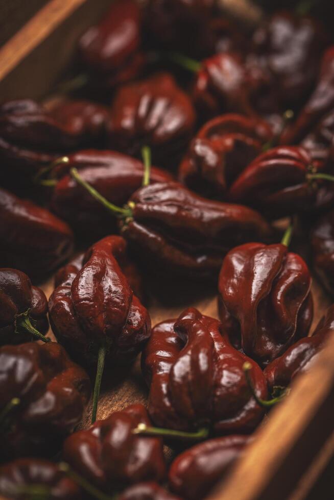 Close up of chocolate habanero peppers photo