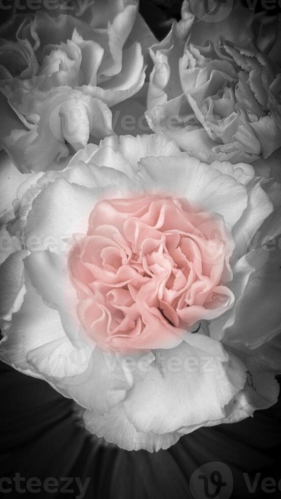 A pink flower is in the center of a black and white photo