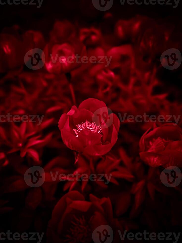 A red flower in the dark with a black background photo