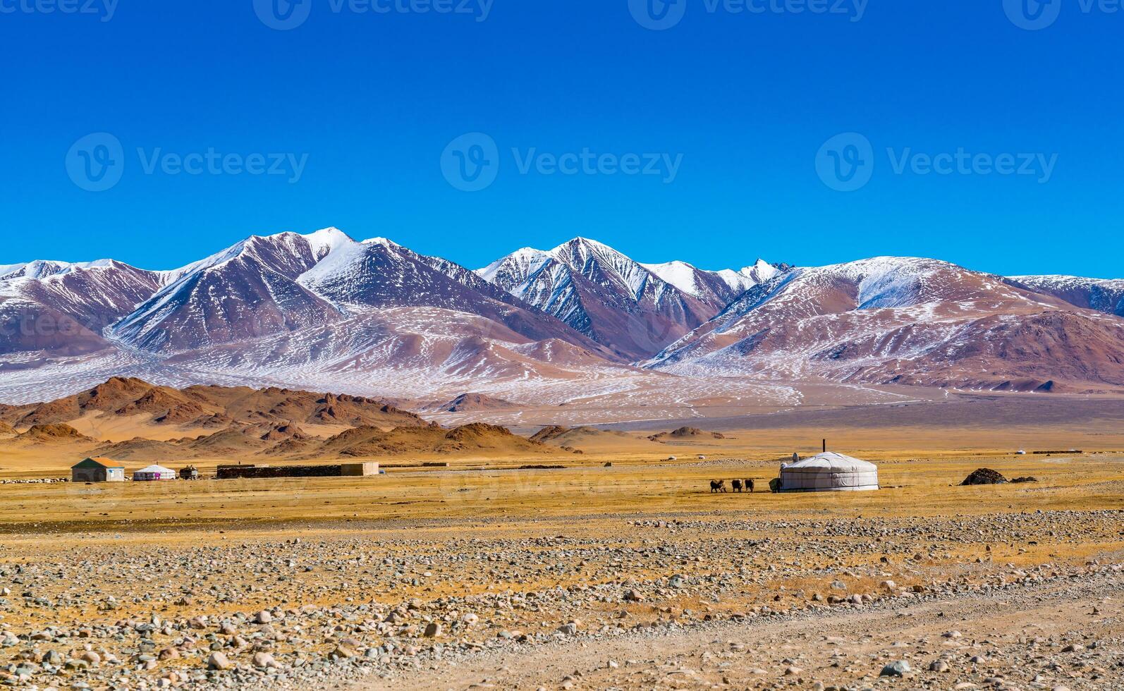 View of Mongolian ger with the herd of sheep and cow on the yellow steppe photo