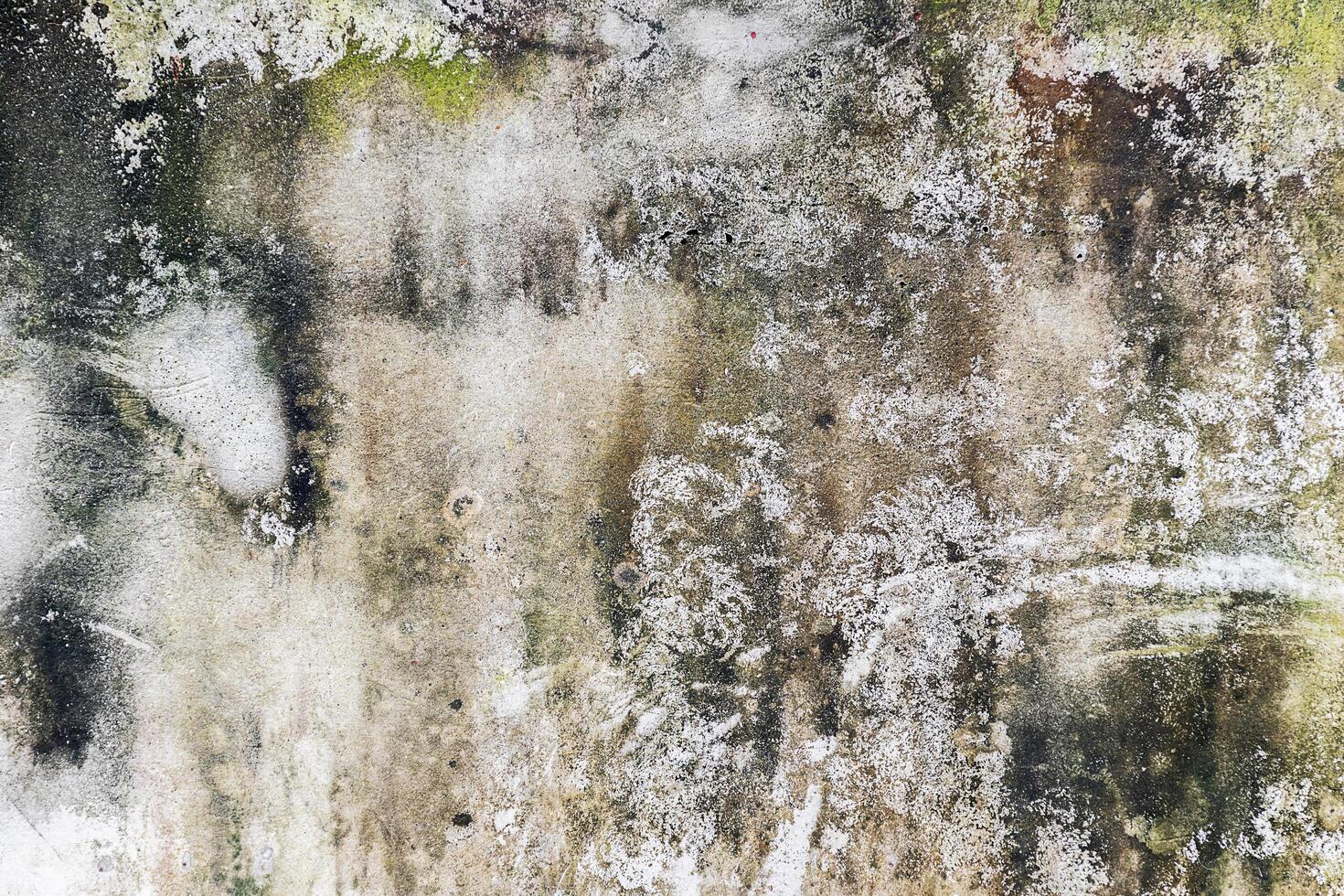 Green moss on cement wall photo