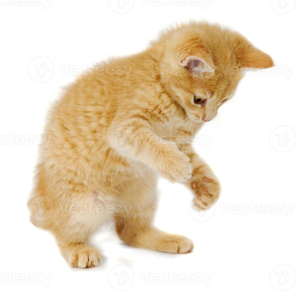 Kitten on white background photo