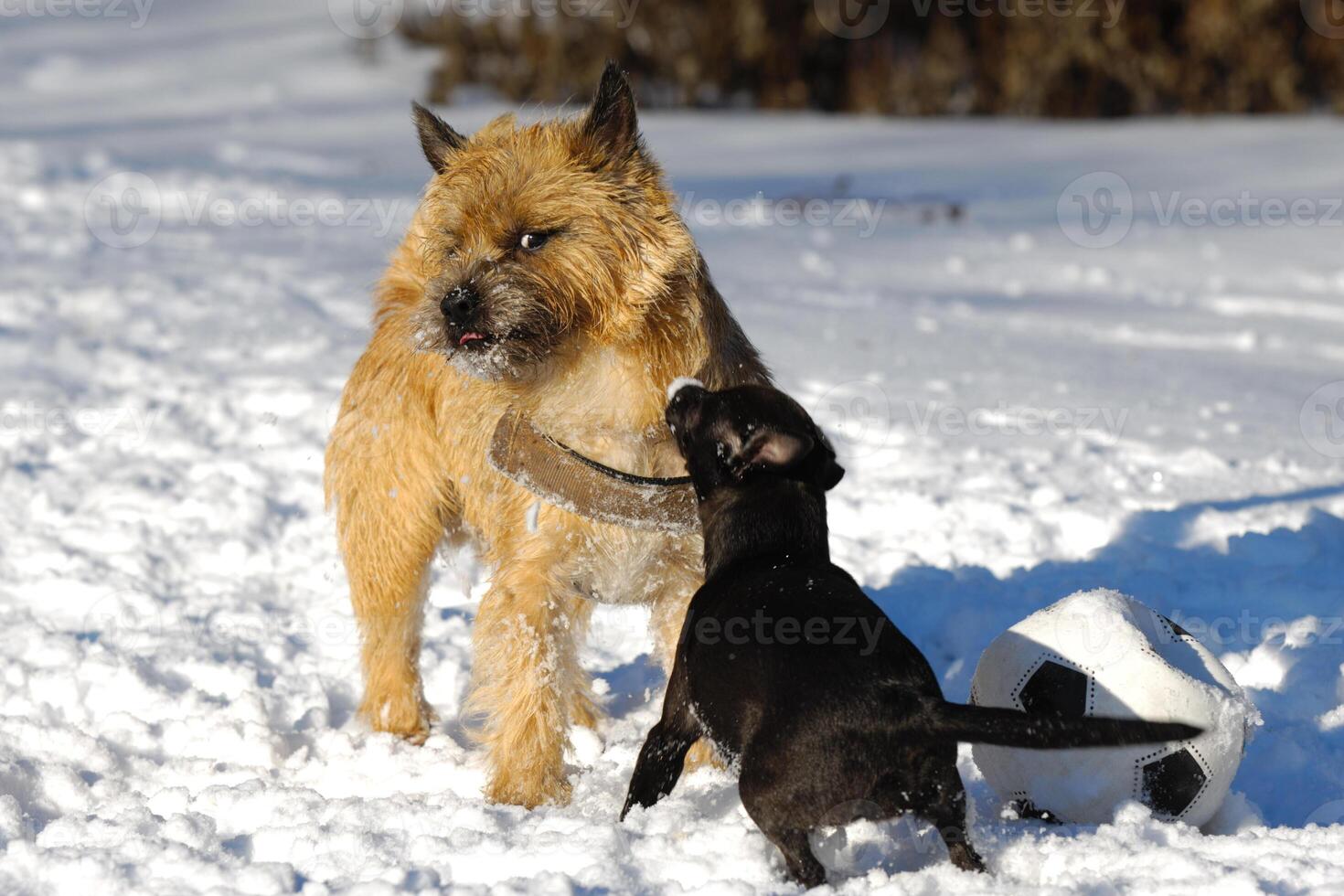 Two dogs playing photo