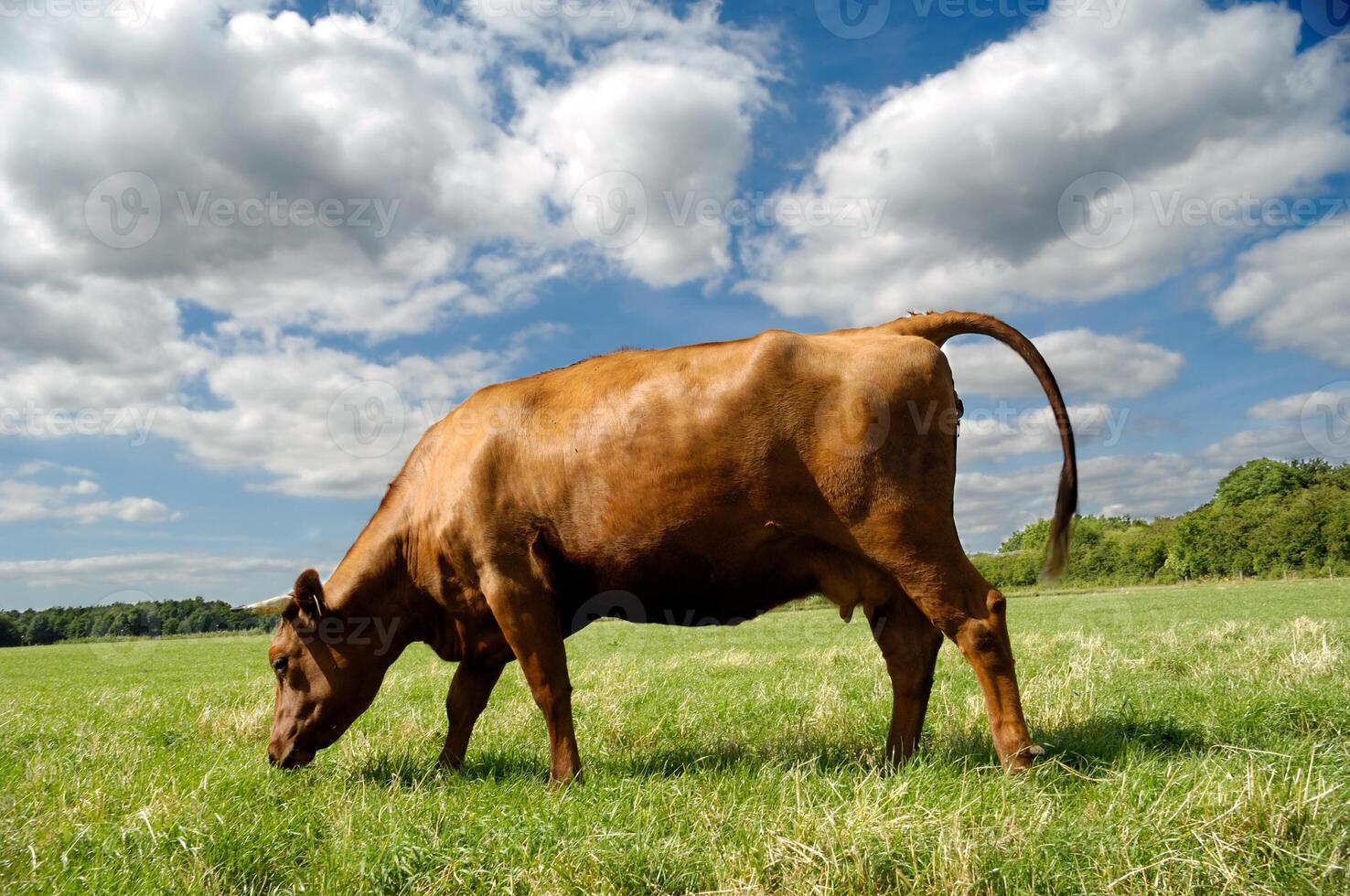 Cow eating grass photo