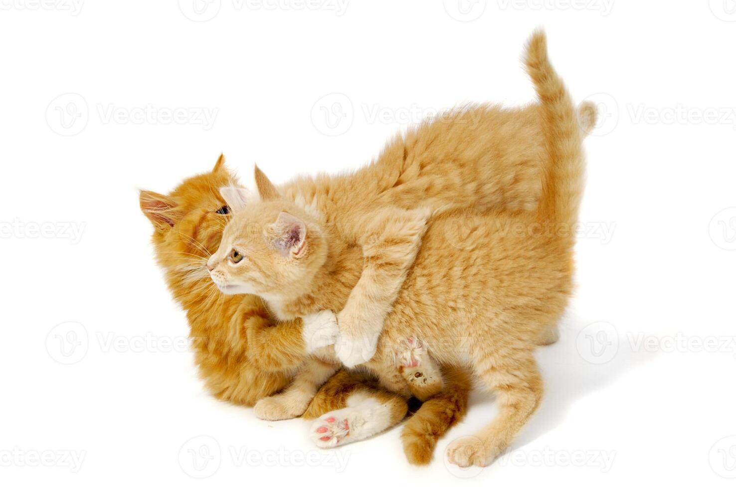 Fighting kittens taken on a white background photo