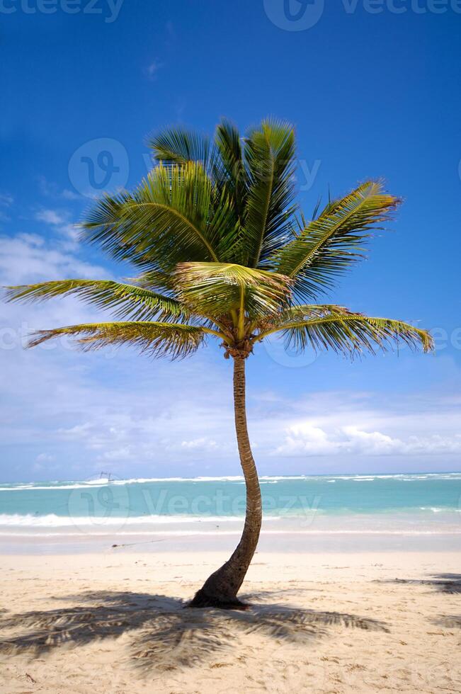 Exotic beach with palm photo