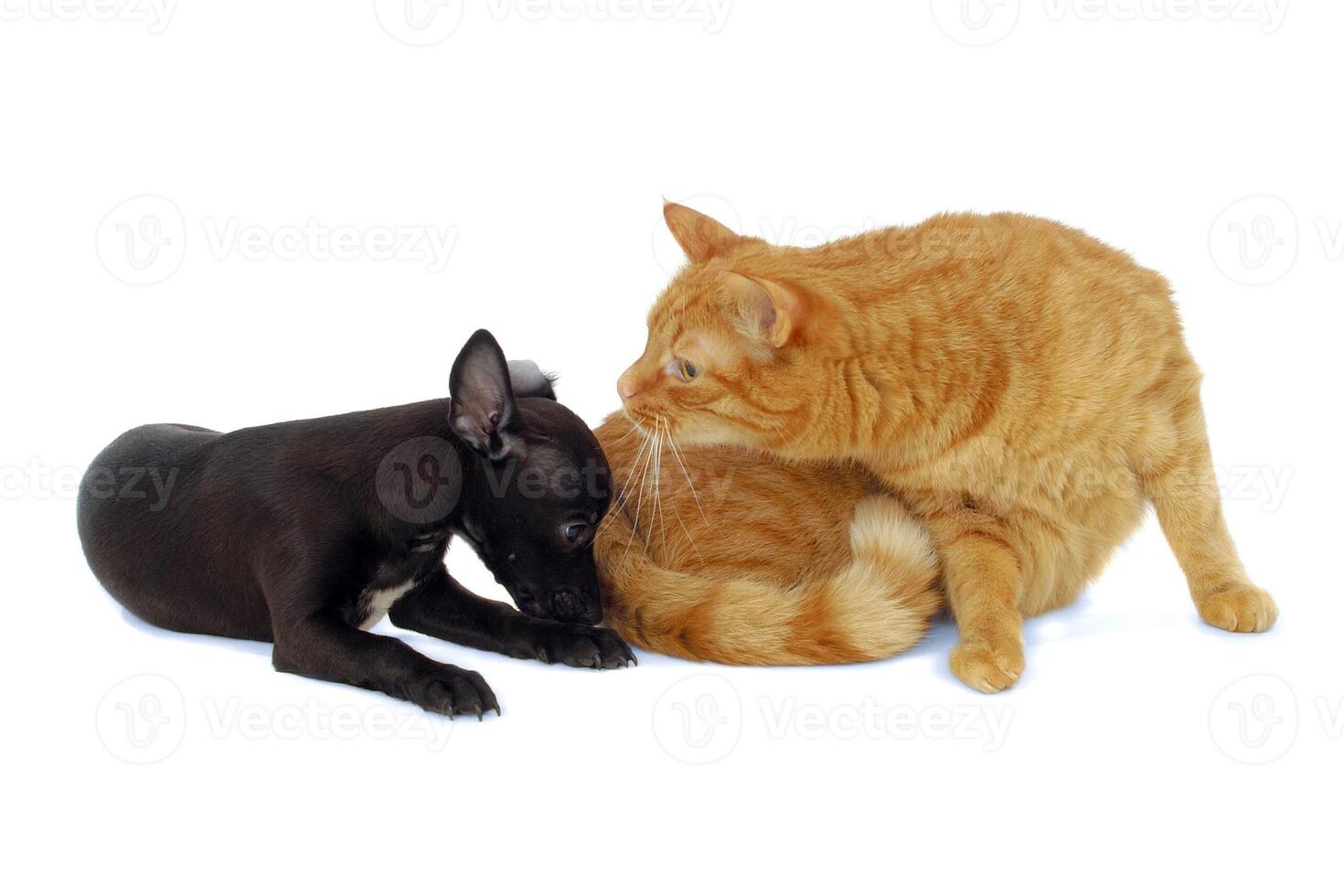Cat and dog photo