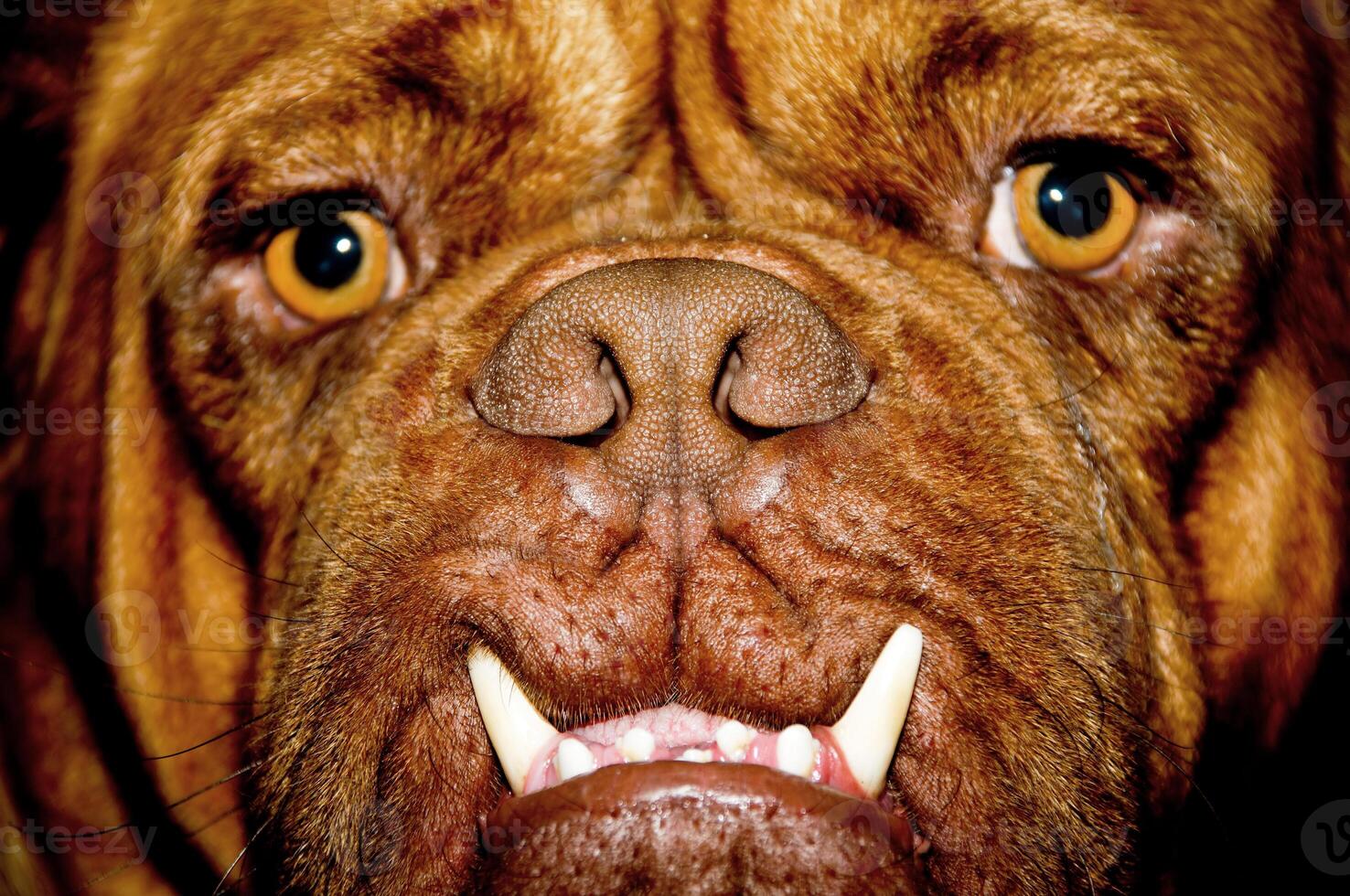 Dog face with big teeth photo