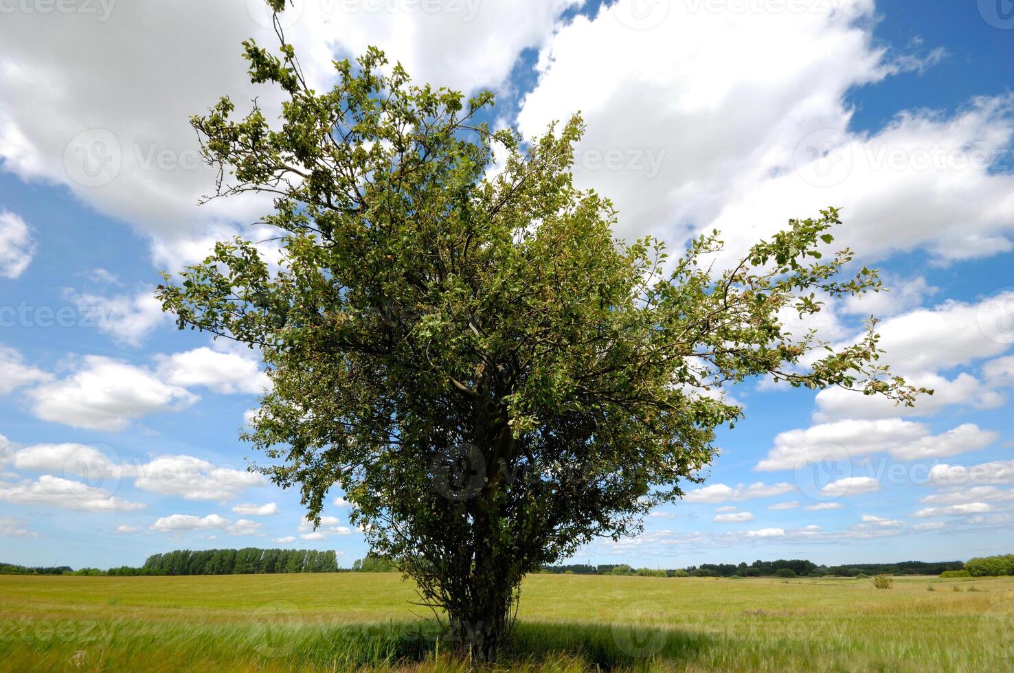 Tree on corn field photo