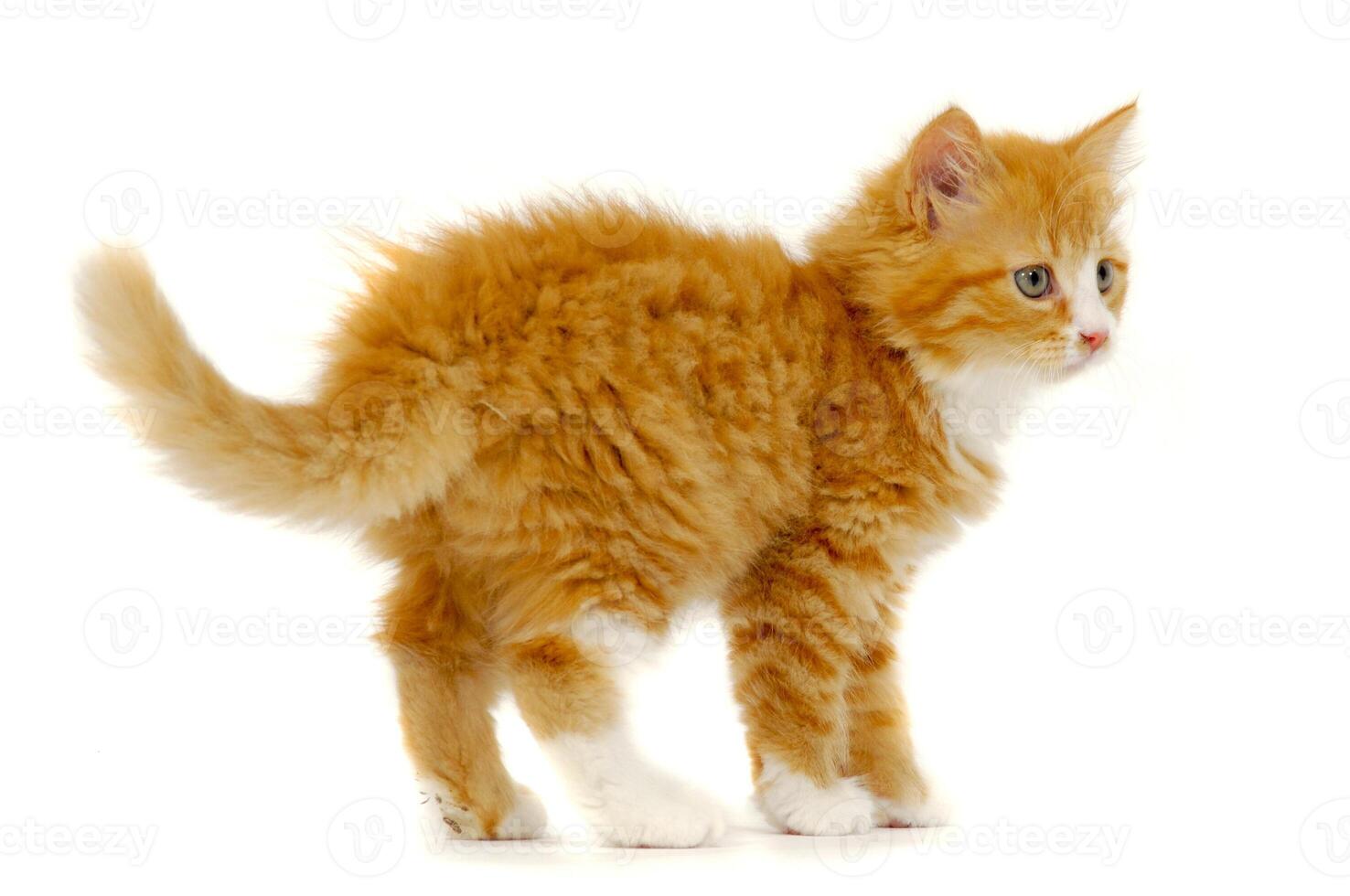 Sweet cat kitten standing on white background photo