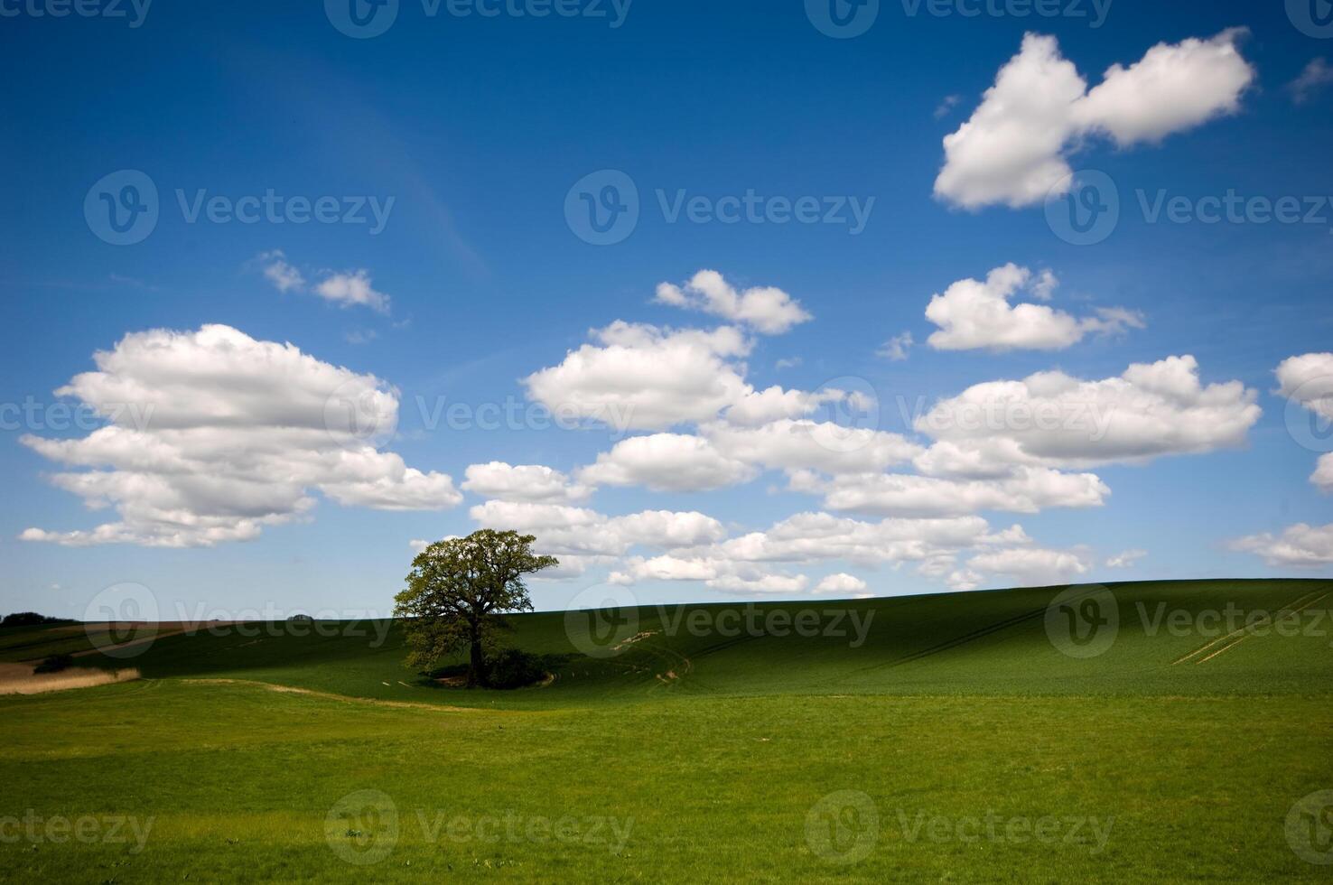Tree on hill photo
