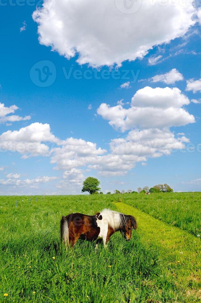 Horse in nature photo