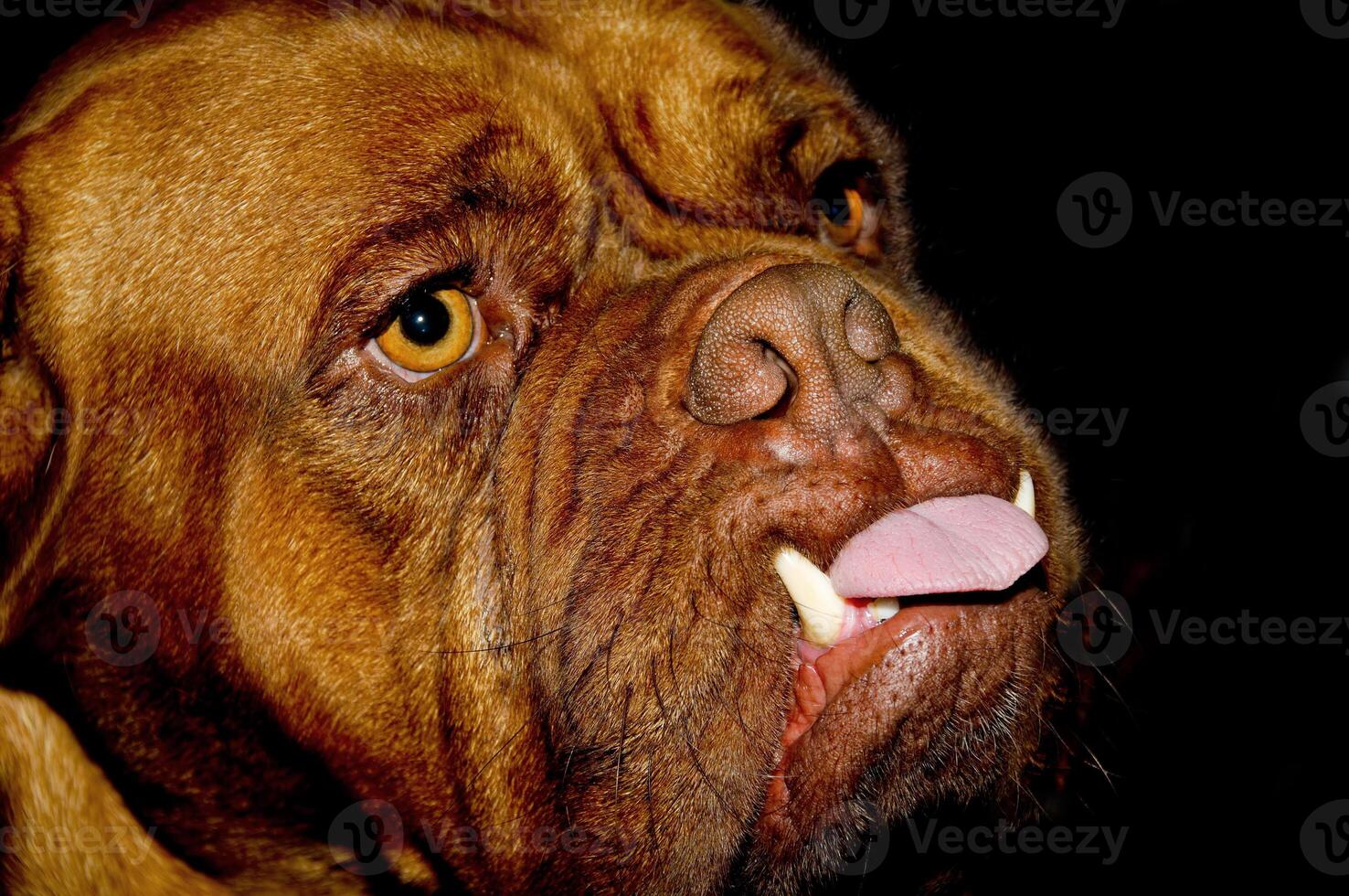 Dog face with big teeth photo