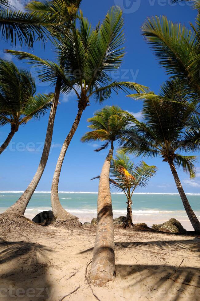 Palms and beach photo