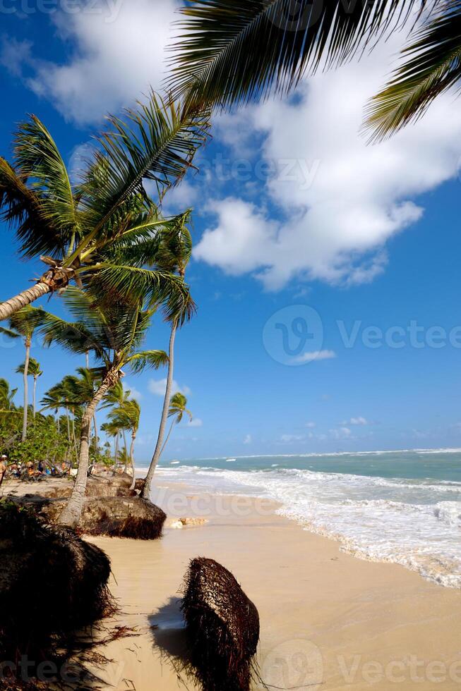 Beach with palms photo