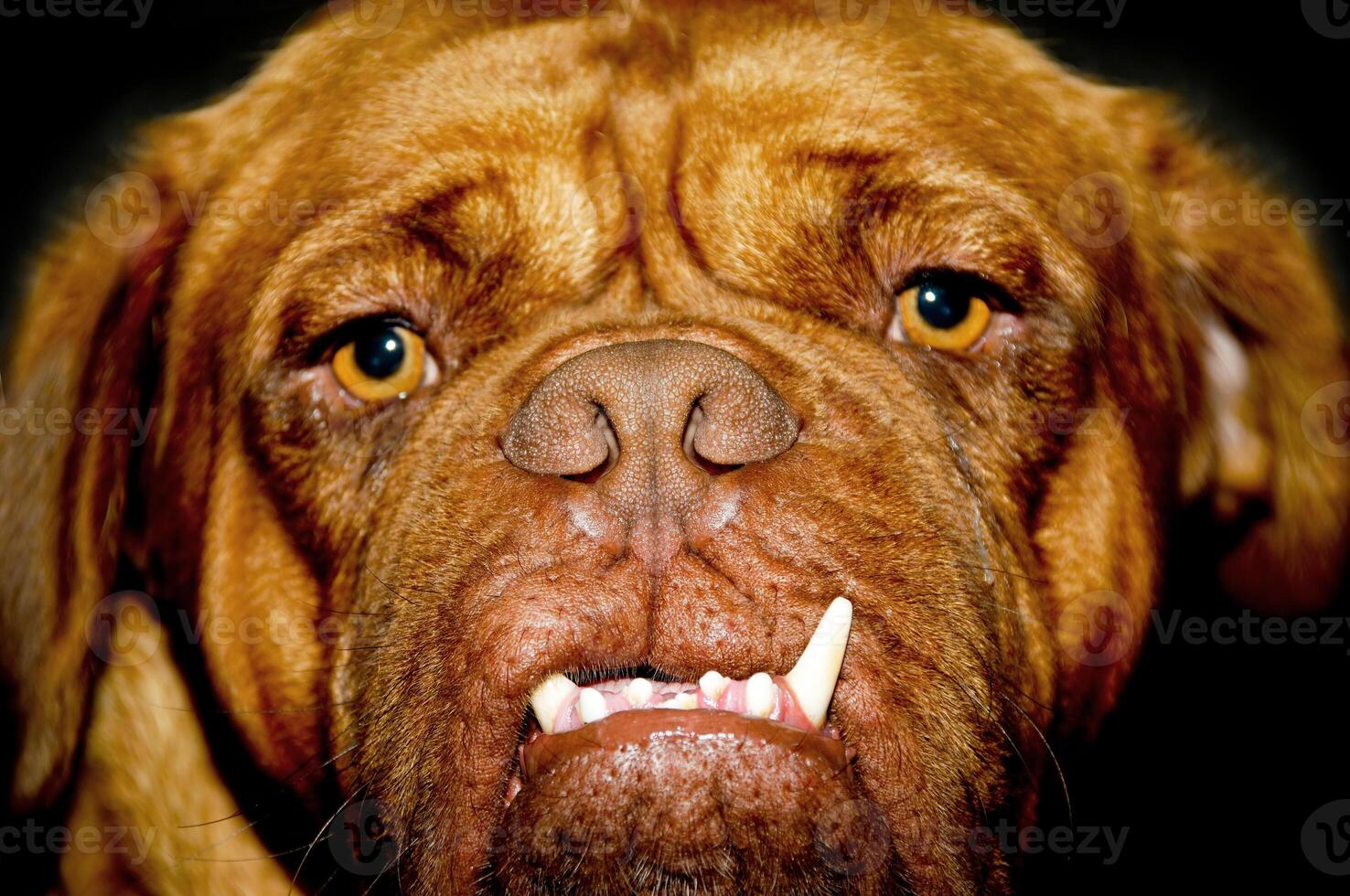 Dog face with big teeth photo