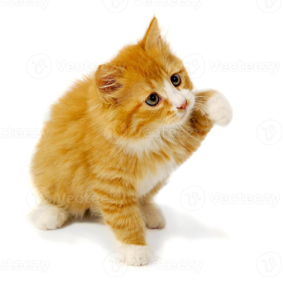 Small kitten on a white background photo