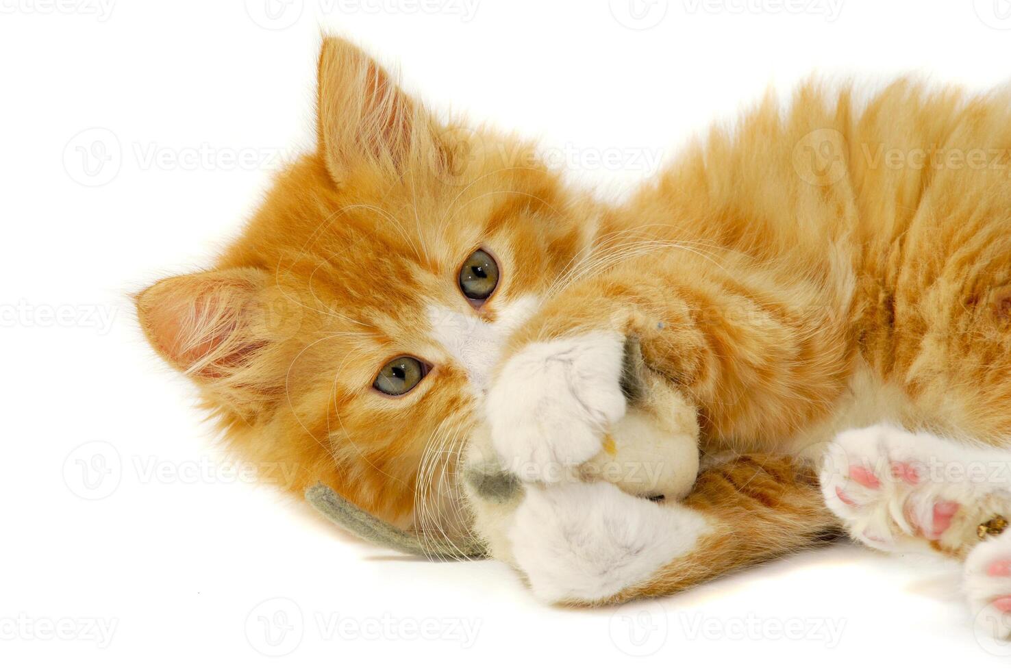 Cat and mouse photo