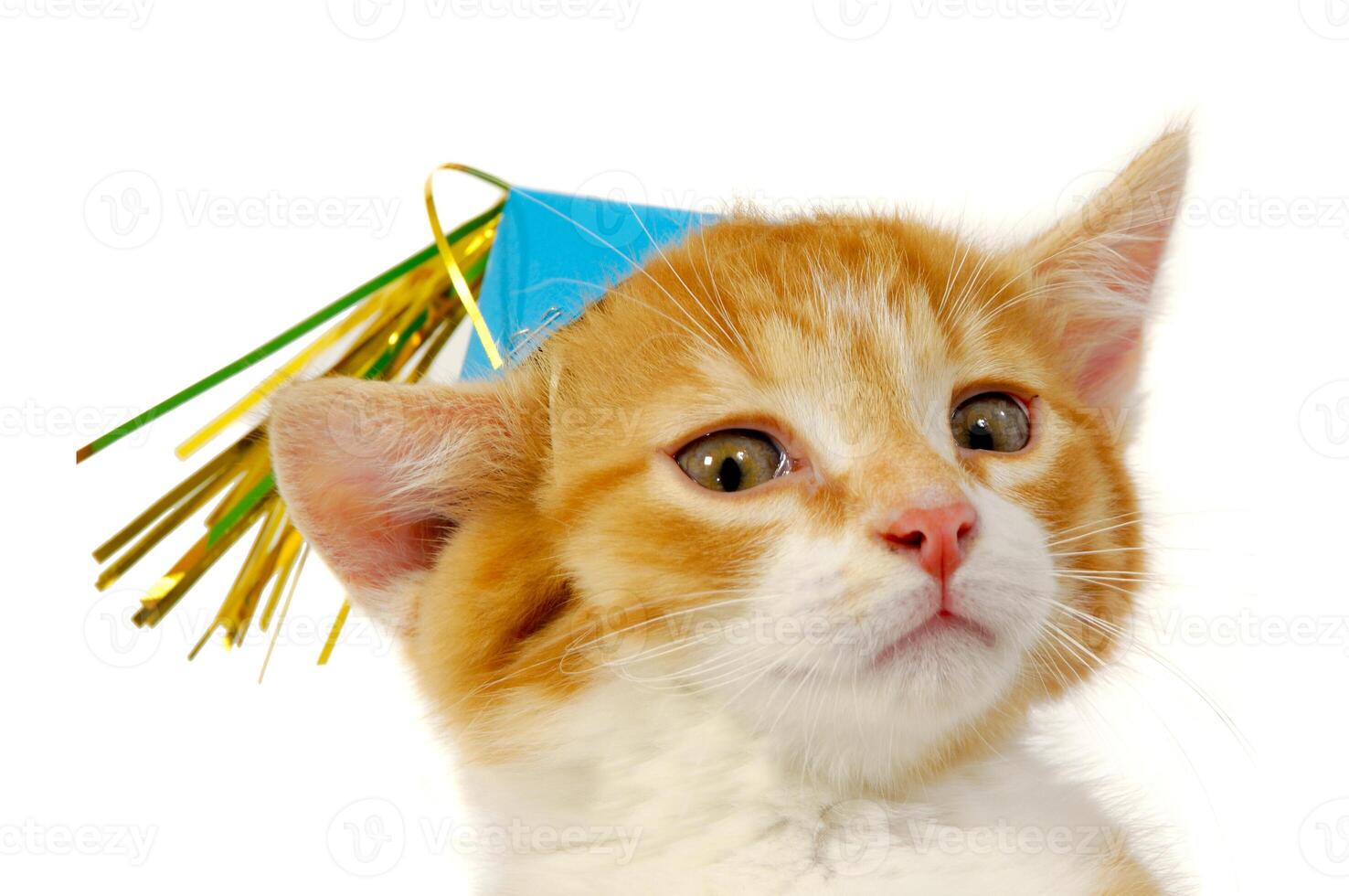 Kitten with hat photo