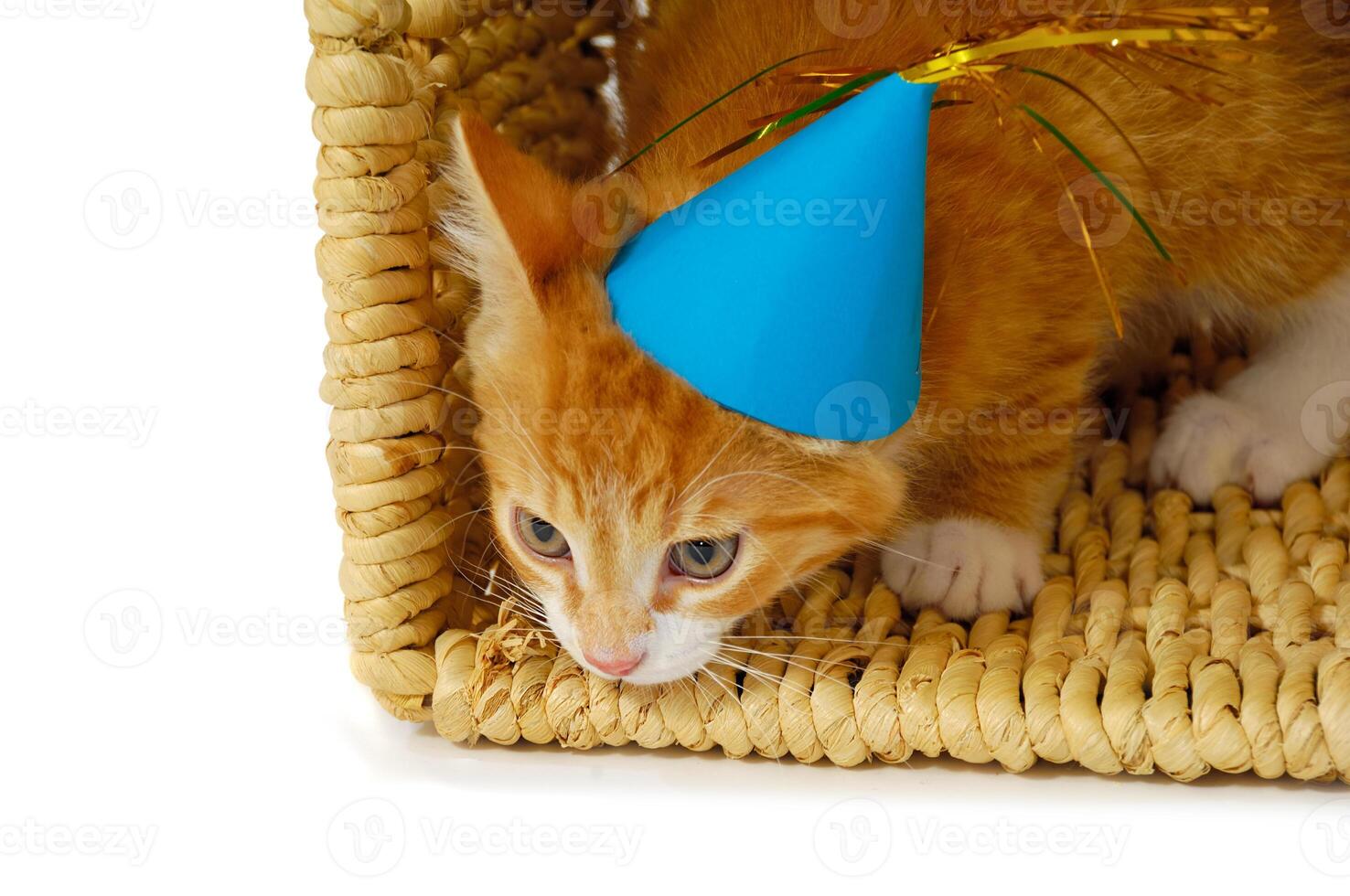 Kitten with hat photo