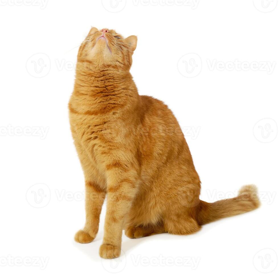 Red cat on a white background photo