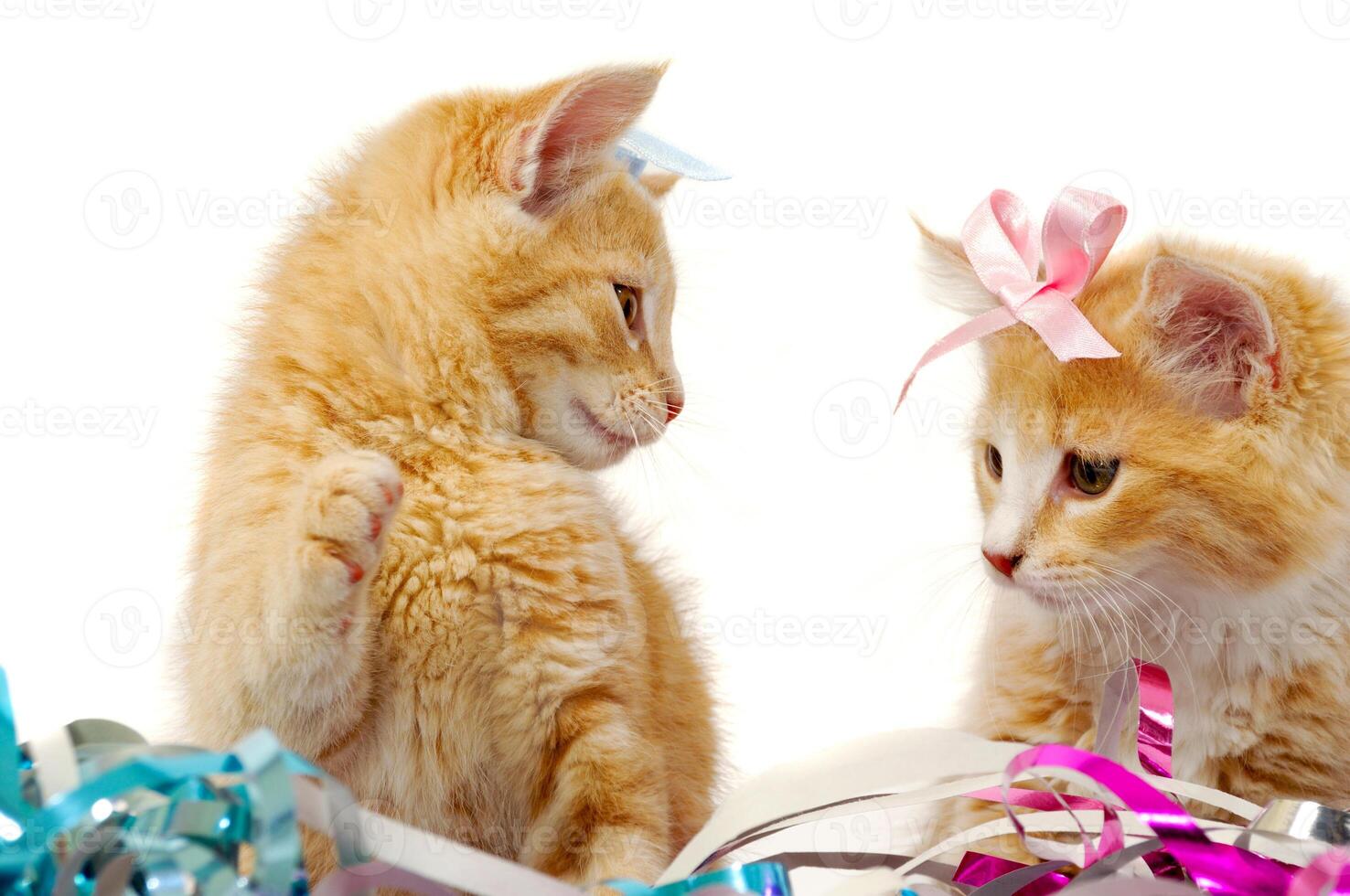 Two sweet cat kittens photo