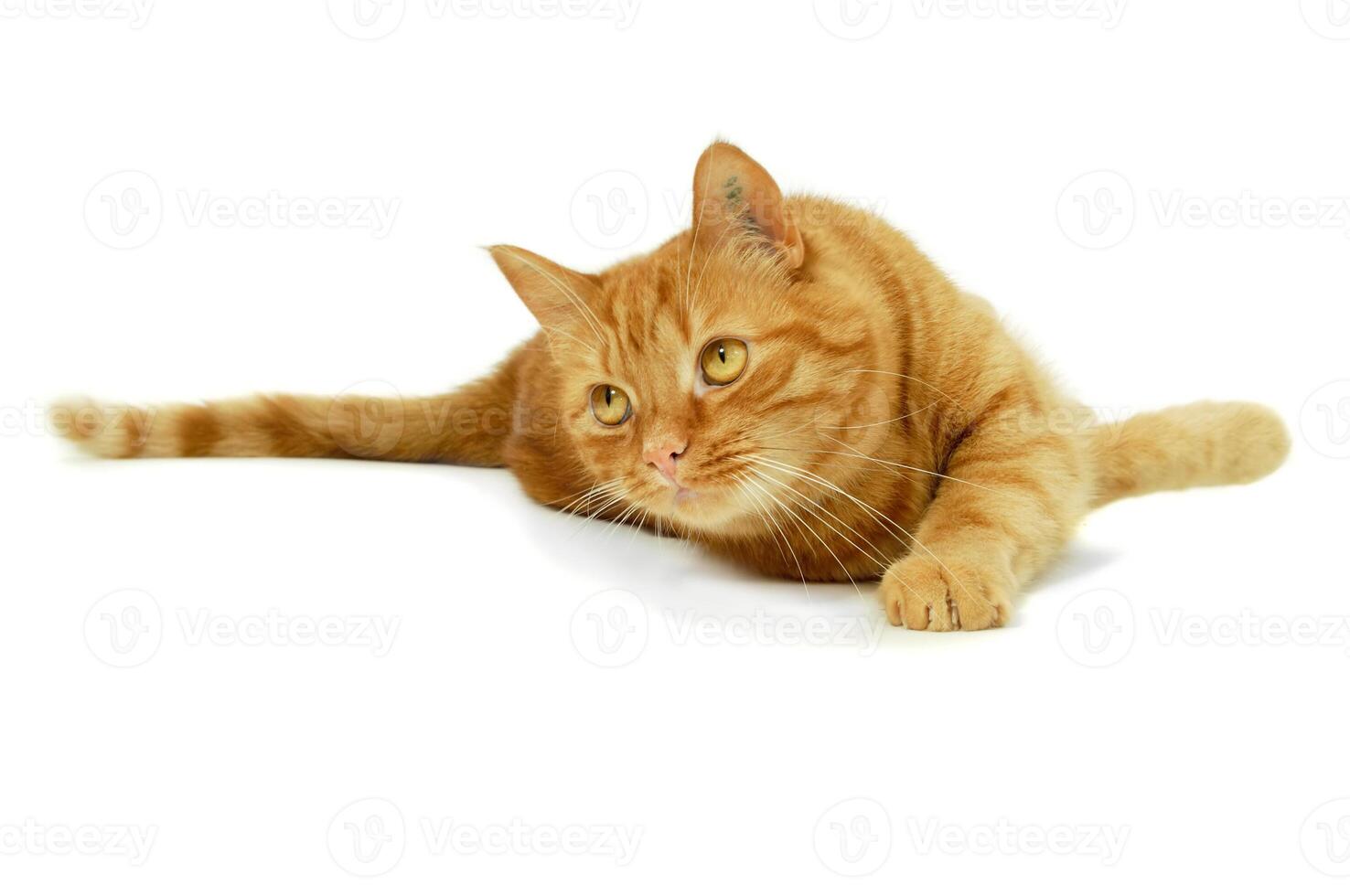 Red cat taken on a white background photo