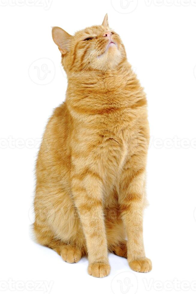 Red cat on a white background photo