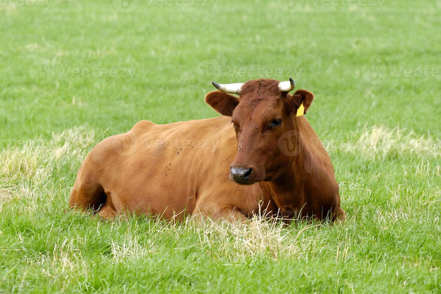 Brown cow resting on a green field photo