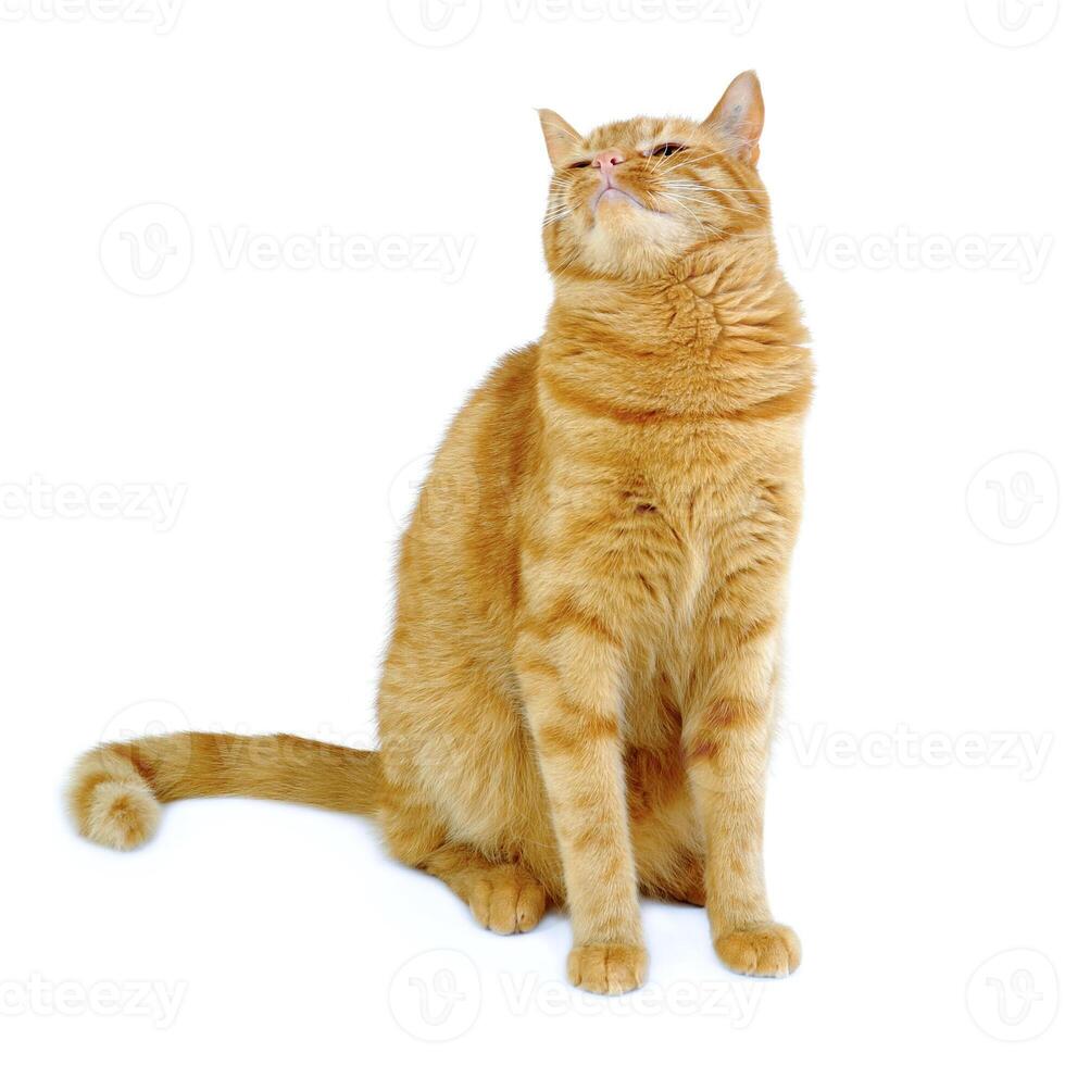 Red cat on white background photo