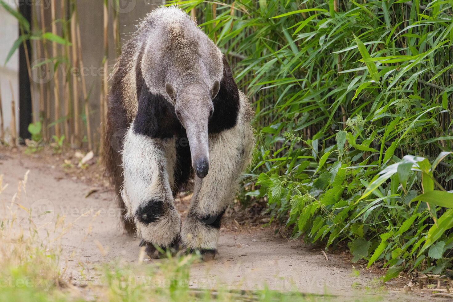 Giant anteater cute animal from Brazil. photo