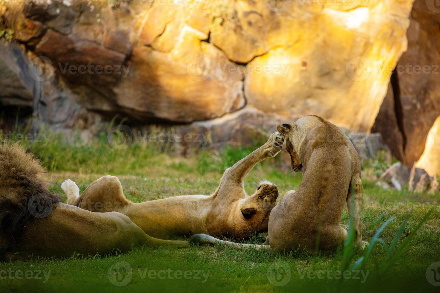 Pair adult Lions playing in zoological garden photo