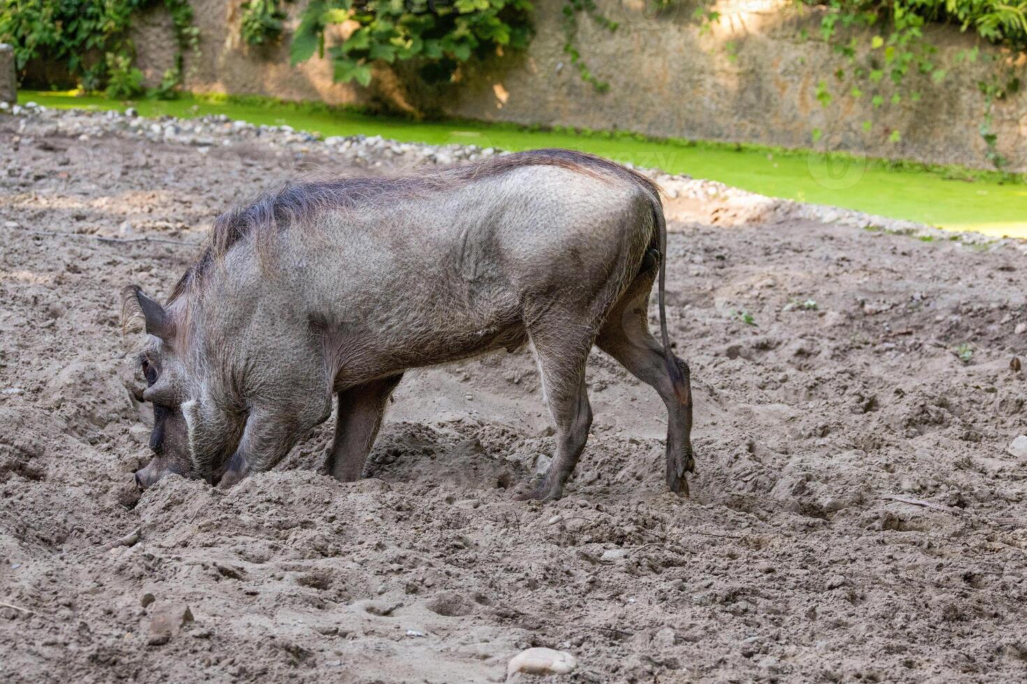 common warthog, standing very near by photo