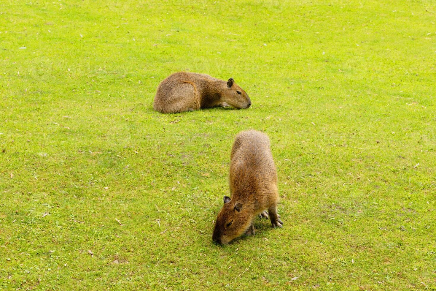 Capybara Kapibara Hydrochoerus hydrochaeris photo