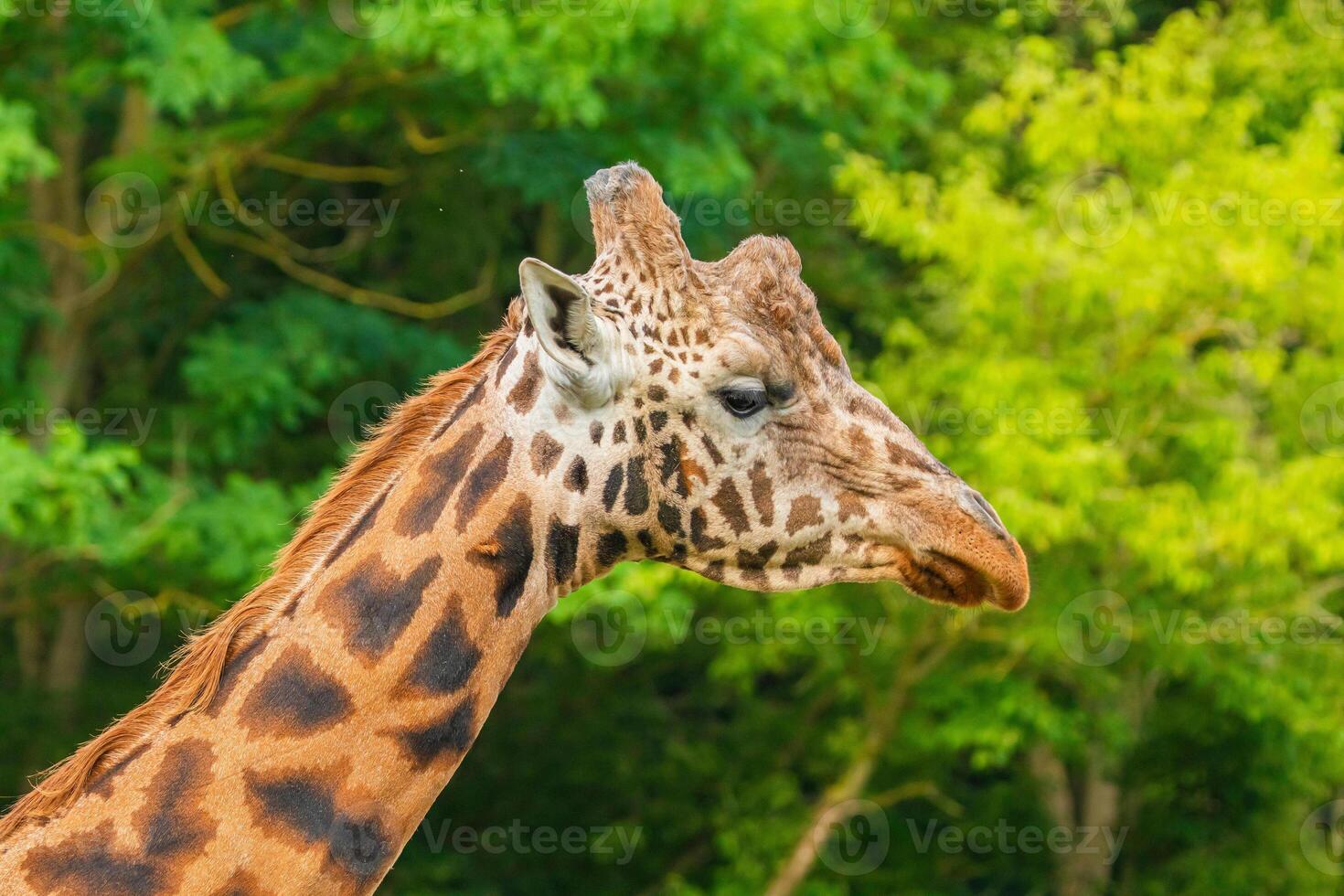 Giraffe in selective focus on green natural background photo