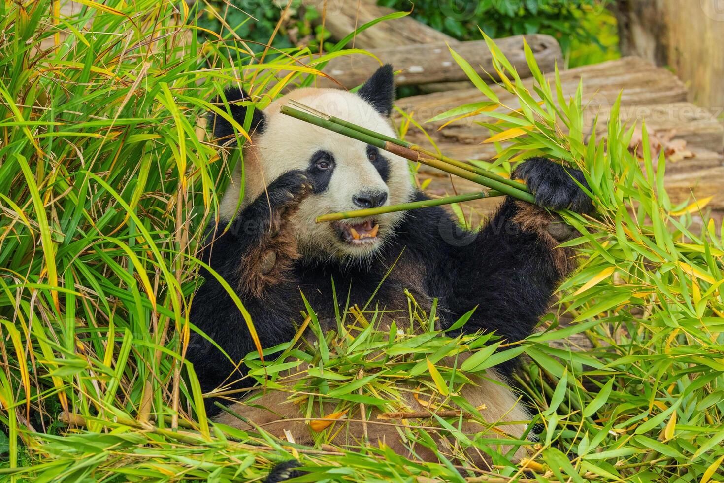 giant black and white panda is eating bamboo. Large animal closeup photo