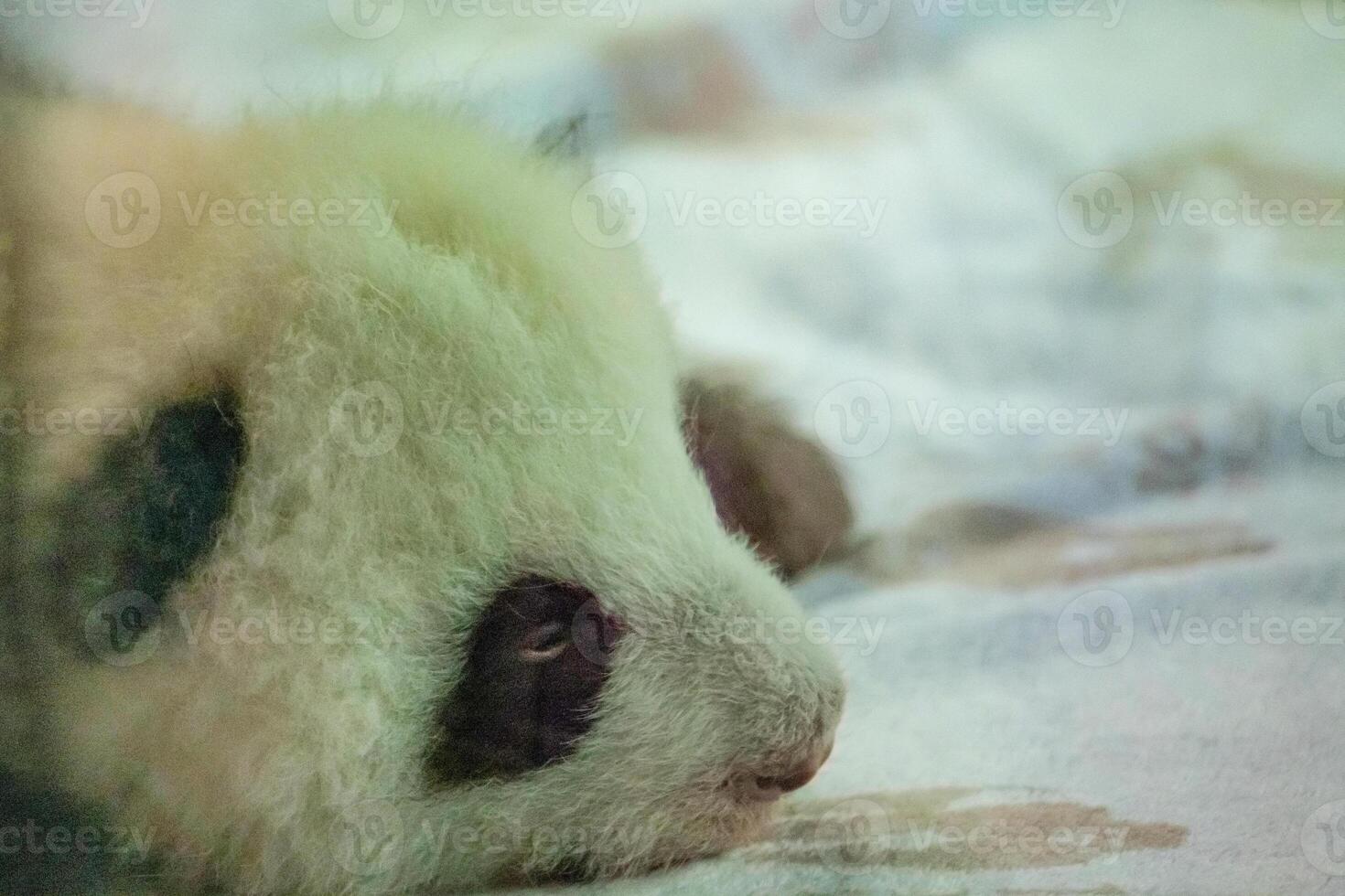 Potrait of baby panda lying on photo