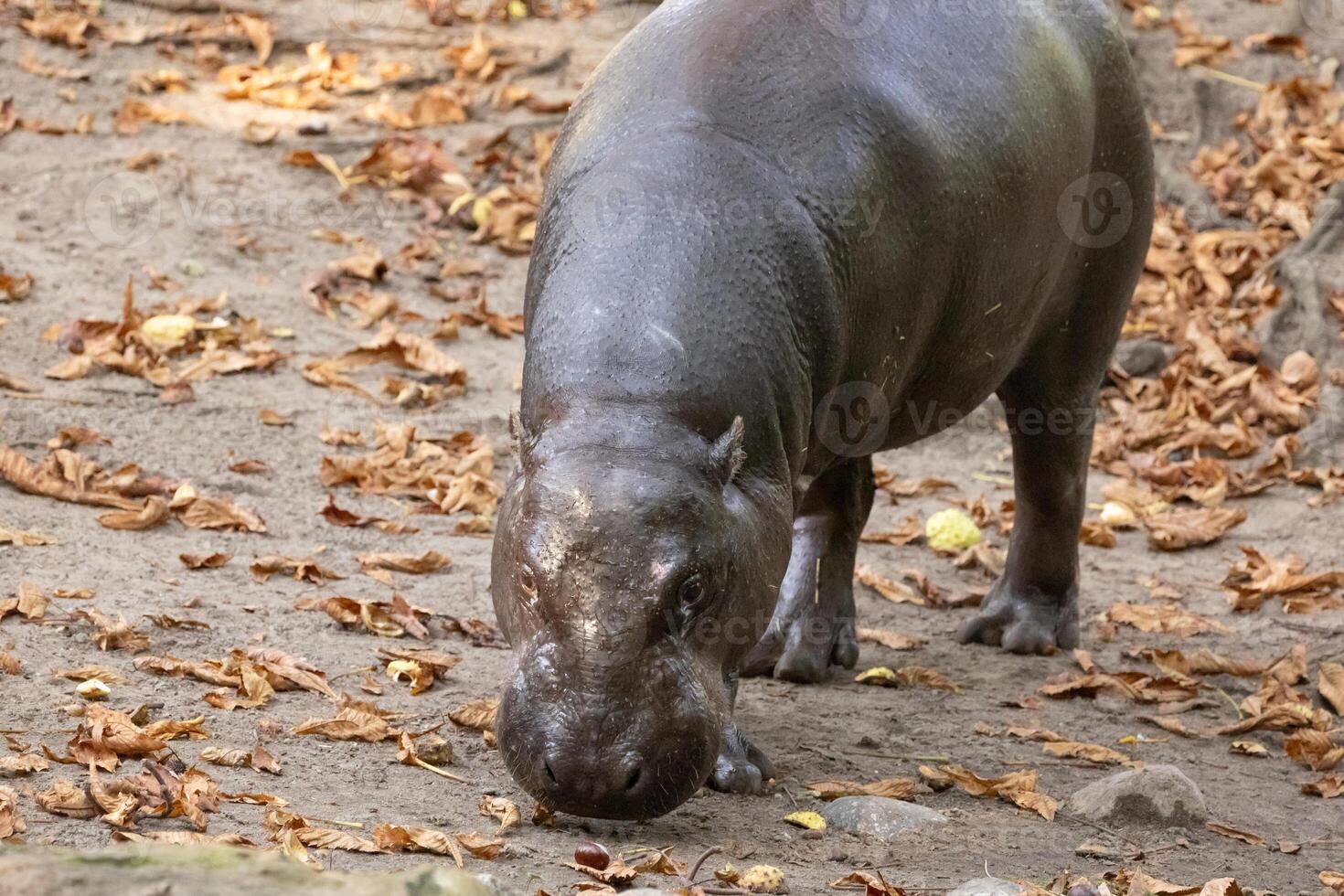 Pygmy hippopotamus Choeropsis liberiensis photo