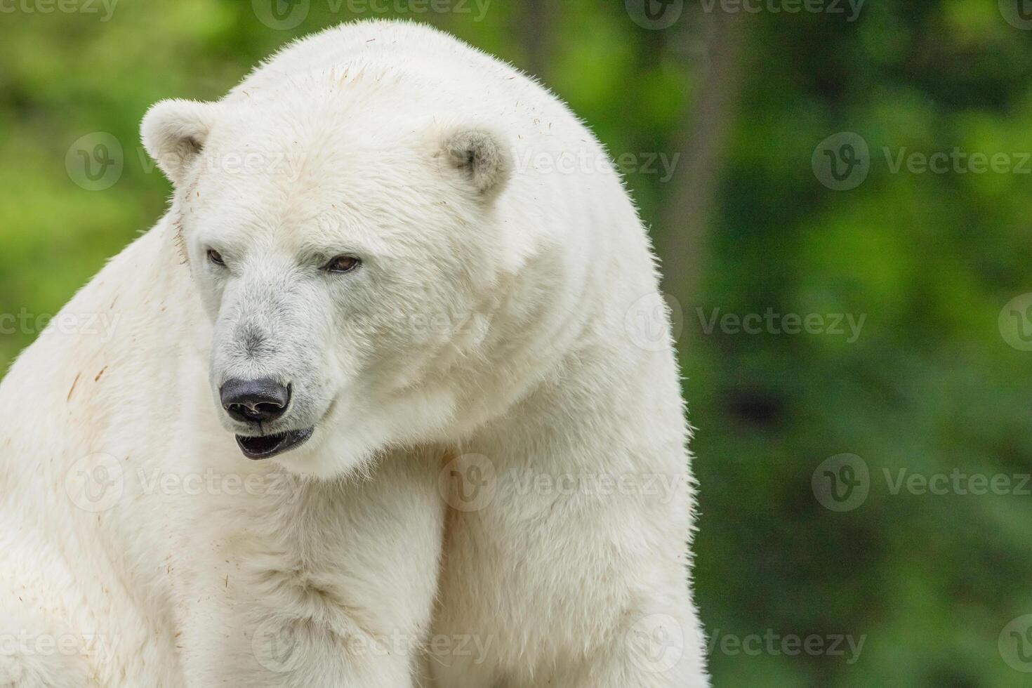 Polar Bear takes a rest photo