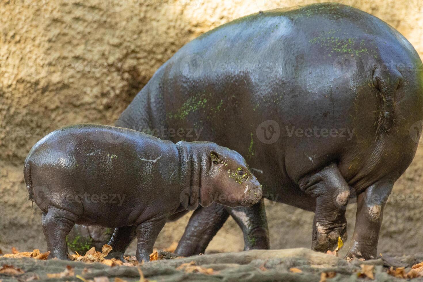 Pygmy hippopotamus Choeropsis liberiensis with mother photo