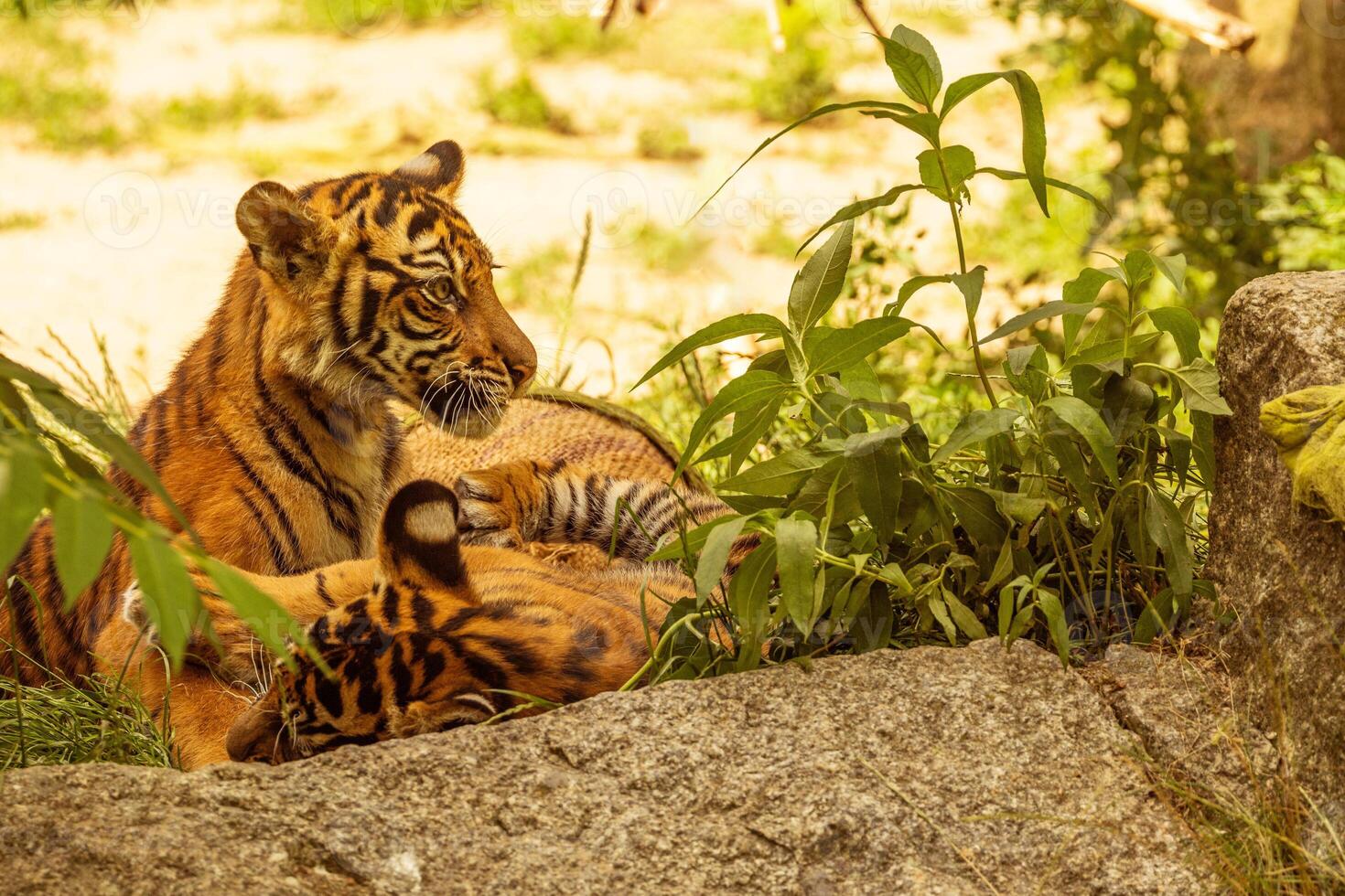Tiger cubs playing with his mother,sumatra tiger Panthera tigris photo