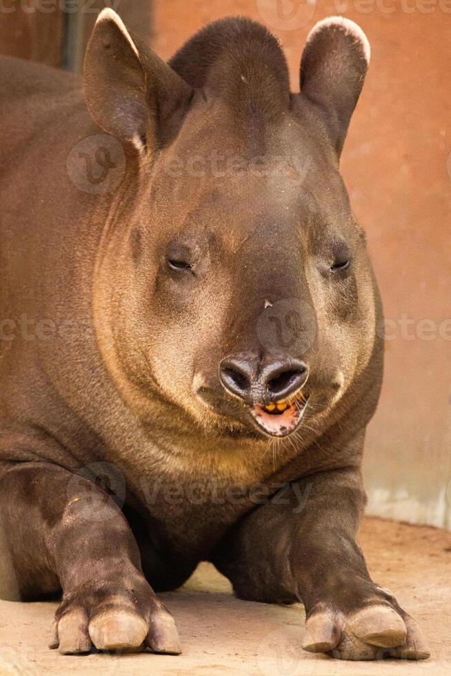 portrait of Tapirus terrestris photo
