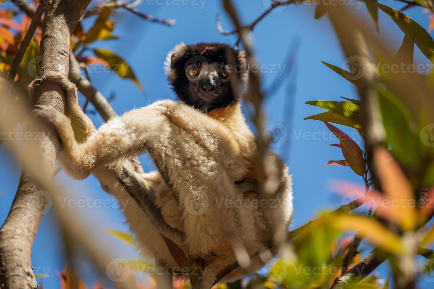 Endangered Coquerel's Sifaka Lemur Propithecus coquereli Madagascar photo