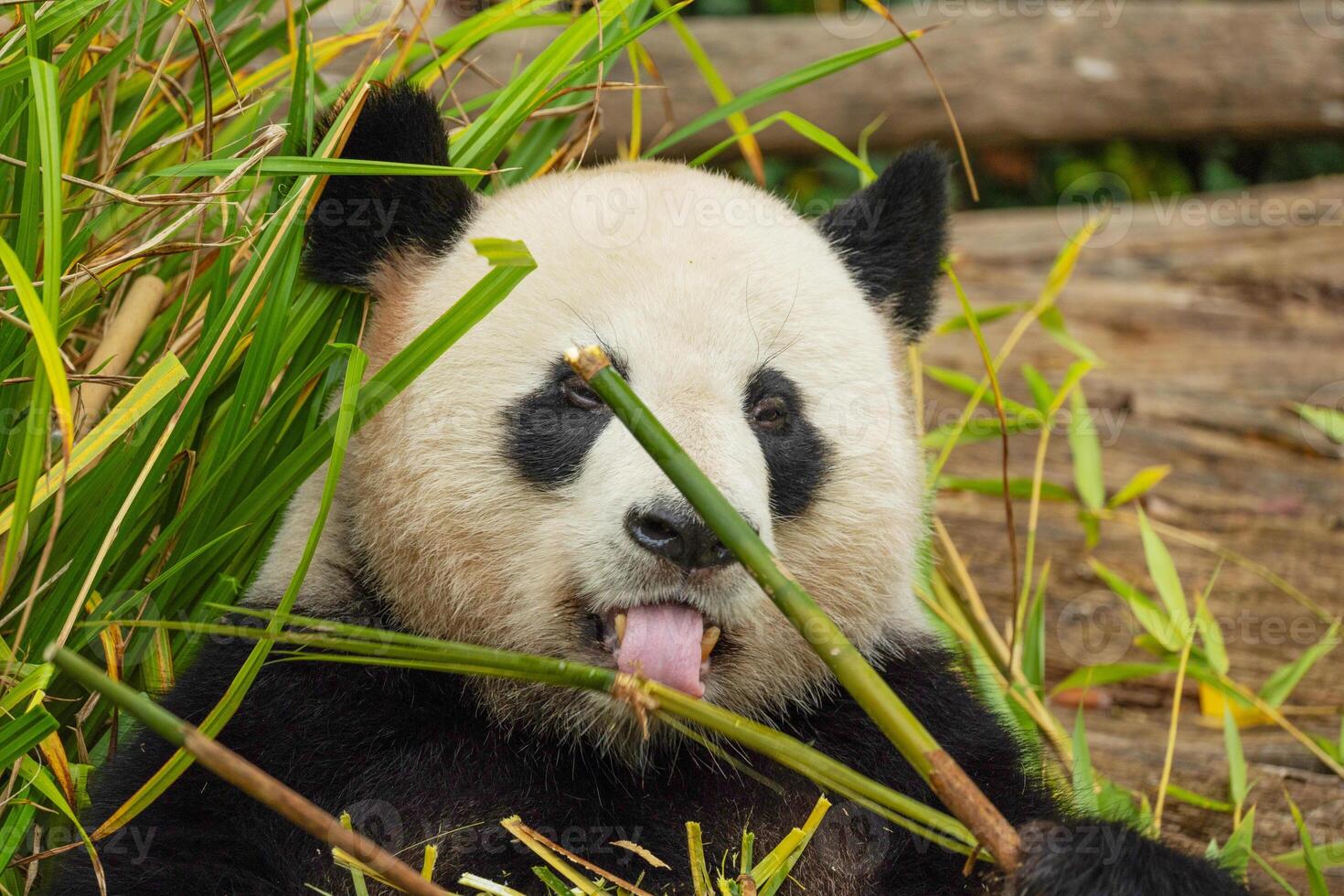 giant black and white panda is eating bamboo. Large animal closeup photo