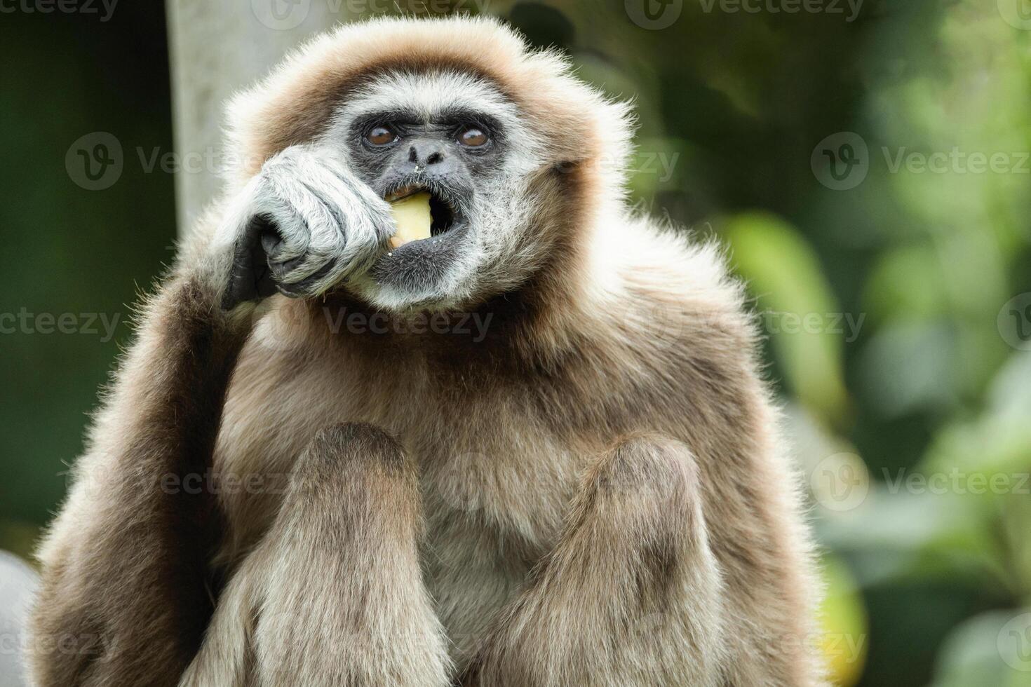 lar gibbon white-handed gibbon, an endangered primate in the gibbon family photo