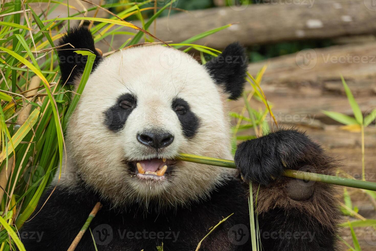 giant black and white panda is eating bamboo. Large animal closeup photo