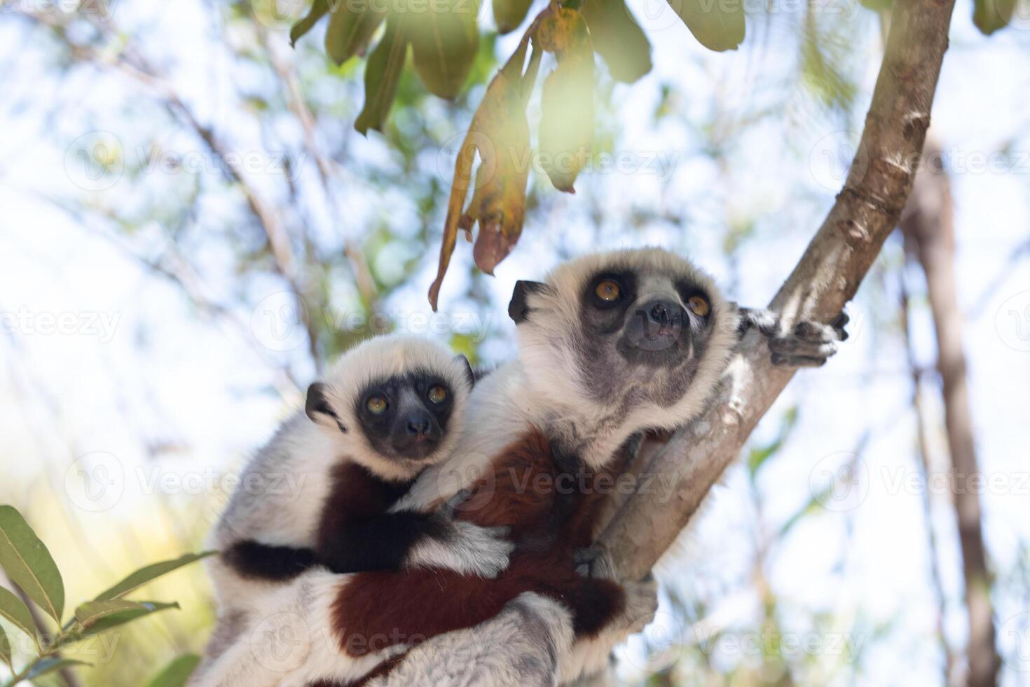 Endangered Coquerel's Sifaka Lemur Propithecus coquereli Madagascar photo
